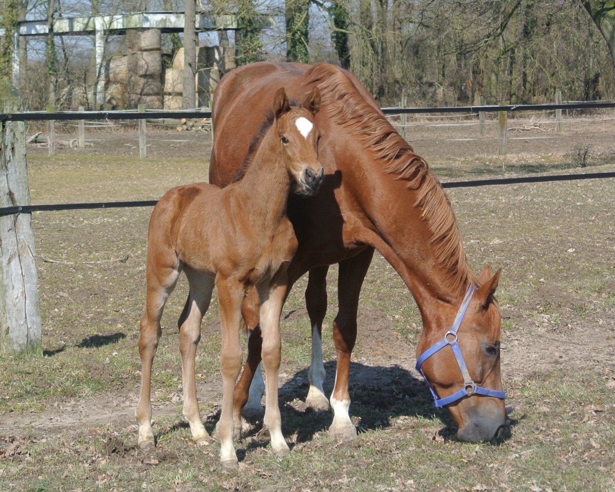 jumper Nairobi Sunshine CMN (Hanoverian, 2013, from Numero Uno)