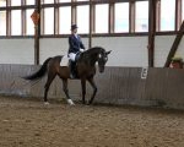 dressage horse Lunatic B (Sachse,  )