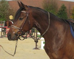 Springpferd Danny Boy (Rheinländer, 2008, von Dynast)