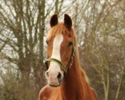 broodmare Rispe (Rhinelander, 1983, from Rembrandt)