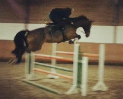 jumper Catoa (Oldenburg show jumper, 2009, from Catoki)