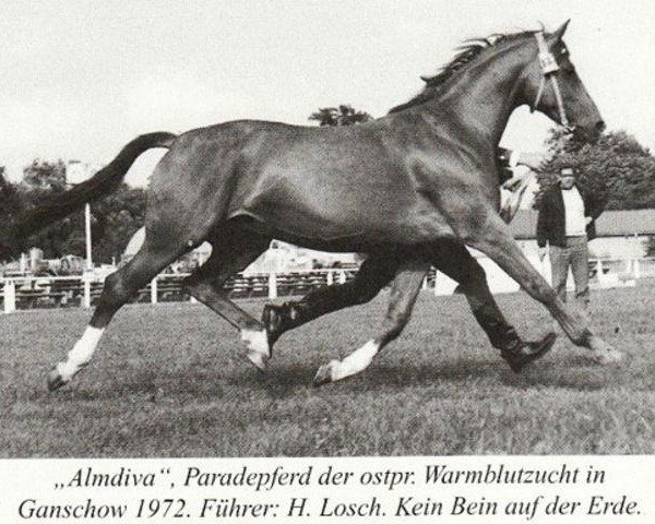 broodmare Almdiva (Trakehner, 1962, from Almanach)