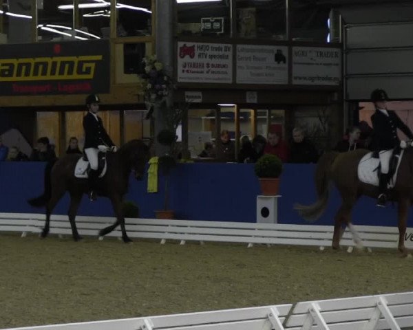 Video of Sir Jasper, Tico 17