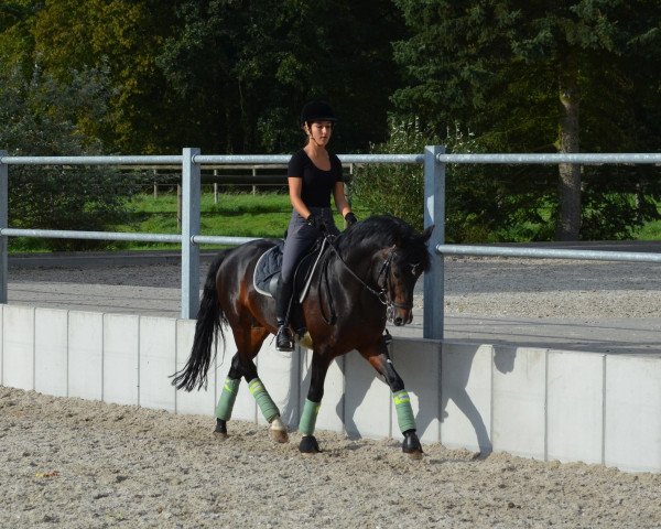 horse Merlot (German Riding Pony, 1998, from Mumm)