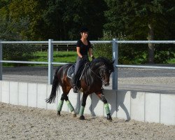 horse Merlot (German Riding Pony, 1998, from Mumm)