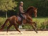 broodmare Viva Musica (Westphalian, 2011, from Vitalis)