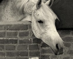 horse Dshamilja ox (Vollblutaraber, 1992, from Ibn Mohafez ox)