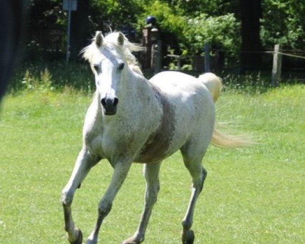 horse Danijar 1990 ox (Arabian thoroughbred, 1990, from Ibn Mohafez ox)