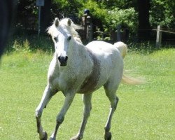 horse Danijar 1990 ox (Vollblutaraber, 1990, from Ibn Mohafez ox)