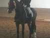 dressage horse Cristiano (Hanoverian, 2008, from Contendros Bube)