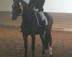 dressage horse Cristiano (Hanoverian, 2008, from Contendros Bube)