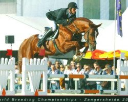 Deckhengst Deauville van T&L (Belgisches Warmblut, 2003, von Salvador V)