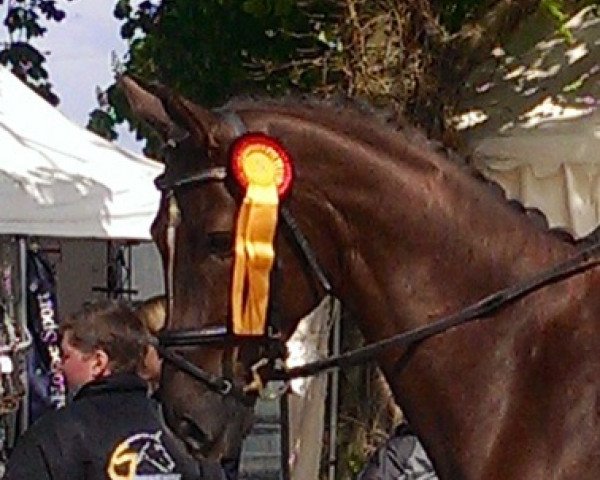 dressage horse Dagon B (Westphalian, 2006, from Dark Fire)