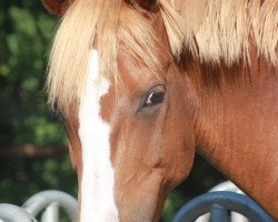 dressage horse Littel Big Gun (German Riding Pony, 2005, from Little Big Man)