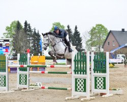 jumper Captain Lyngriis (Holsteiner, 2007, from C-Trenton Z)