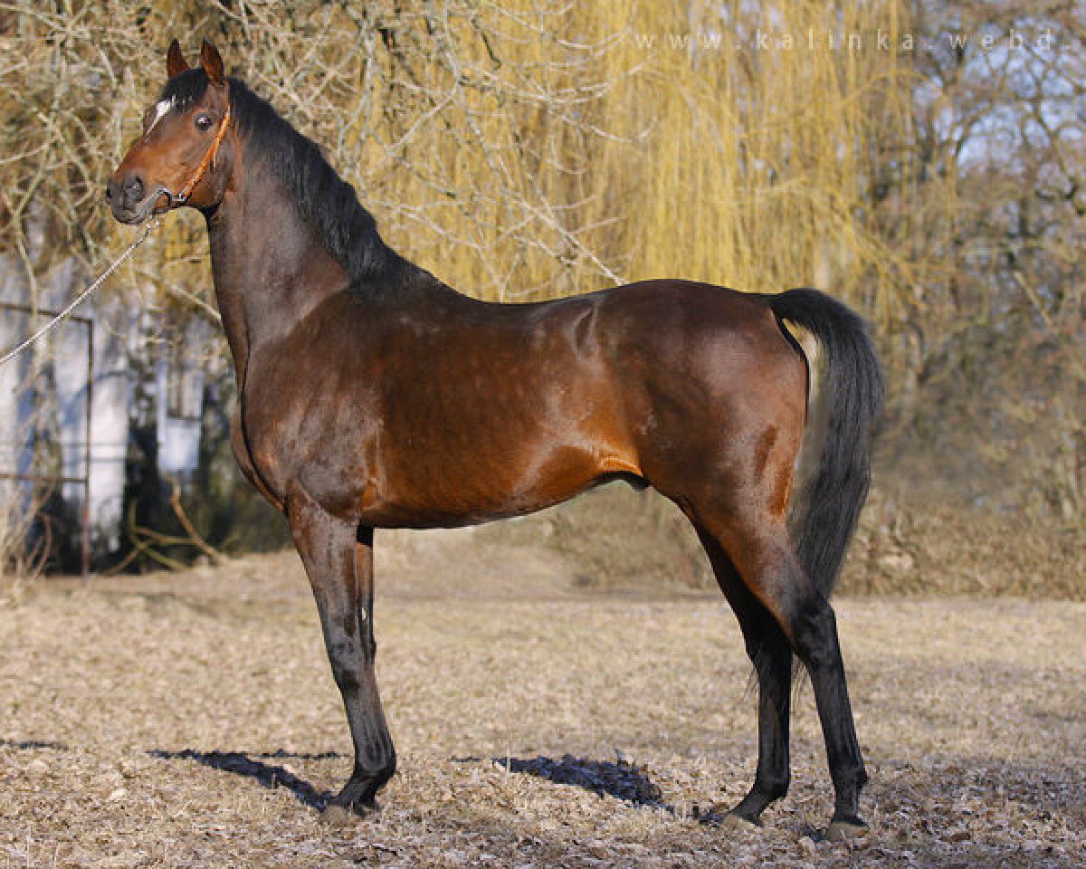 stallion Royal Court xx (Thoroughbred, 1993, from Sadler's Wells xx)