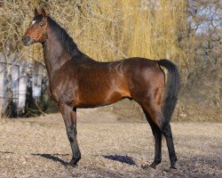 stallion Royal Court xx (Thoroughbred, 1993, from Sadler's Wells xx)