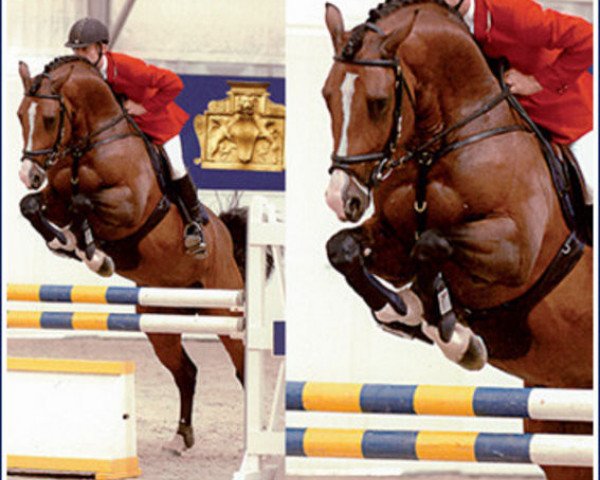 stallion Acorado 3 Della Caccia (Holsteiner, 2002, from Acord II)