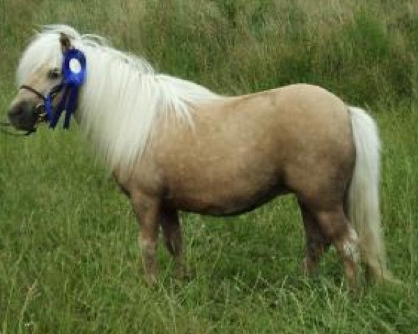 Zuchtstute Kerswell Lottie (Shetland Pony (unter 87 cm), 1995, von Tyros Storm of Lambridge)