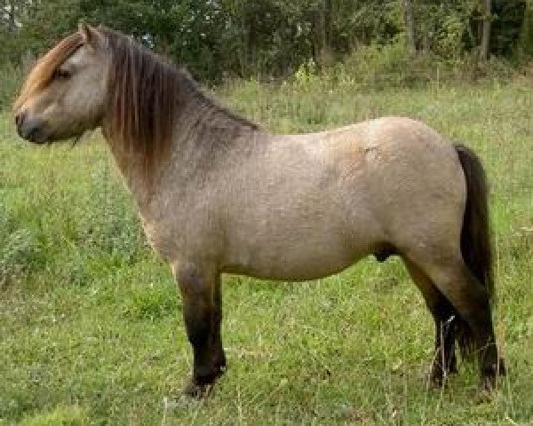 Deckhengst Kerswell Sorcerer (Shetland Pony (unter 87 cm), 1998, von Kerswell Mistral)