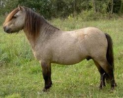 stallion Kerswell Sorcerer (Shetland pony (under 87 cm), 1998, from Kerswell Mistral)