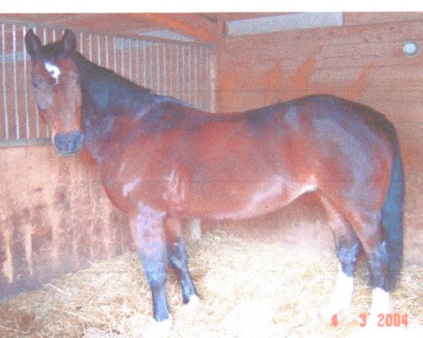 broodmare Goldine (Hanoverian, 1984, from Goldfinger DH 238)