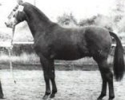 stallion Gran Fernando (Hanoverian, 1984, from Gardestern I)