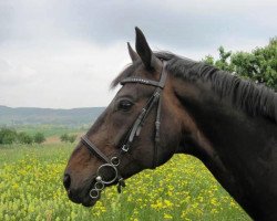 horse Gambrinus II CH (Swiss Warmblood, 1989, from Gran Fernando)