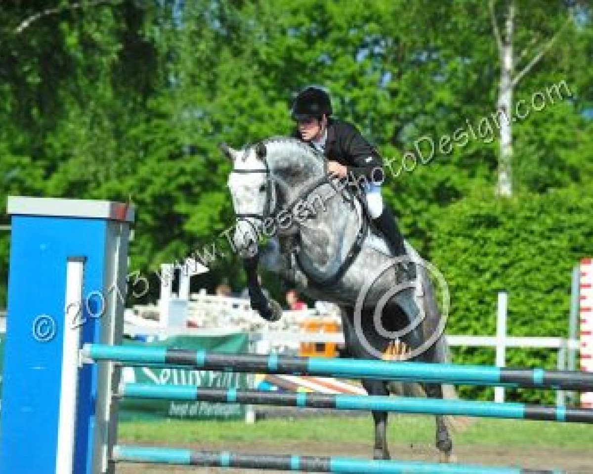 broodmare Cisse (Oldenburg, 2006, from Casir Ask)