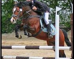 stallion AMD Di Caprio (German Riding Pony, 1998, from Da Capo)