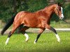 stallion Da Capo (German Riding Pony, 1991, from Durello)