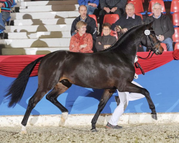 stallion Call Me Sp WE (German Riding Pony, 2010, from Calido G)