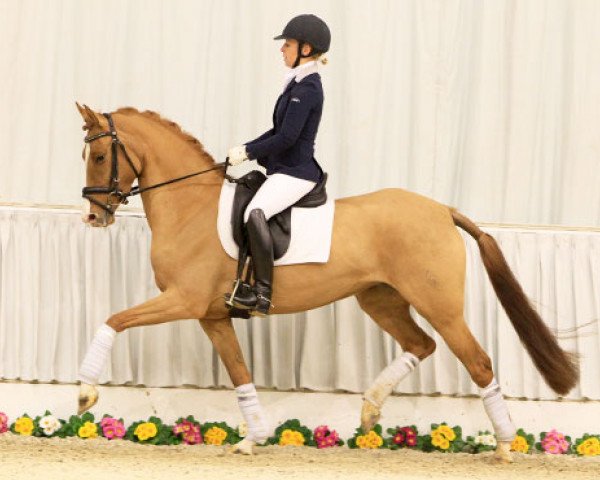 broodmare Desert Rose B (German Riding Pony, 2010, from FS Don't Worry)