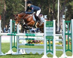 stallion Makuna Matata WE (German Riding Pony, 2007, from Machno Carwyn)