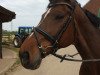 dressage horse Carneol (Westphalian, 2002, from Collin L)