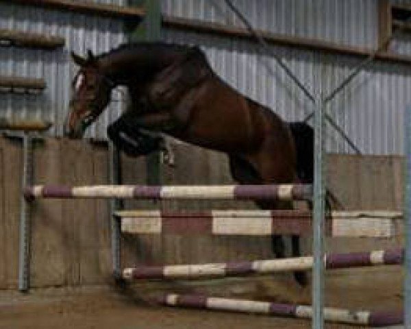 Pferd Cascade K (KWPN (Niederländisches Warmblut), 2007, von Numero Uno)