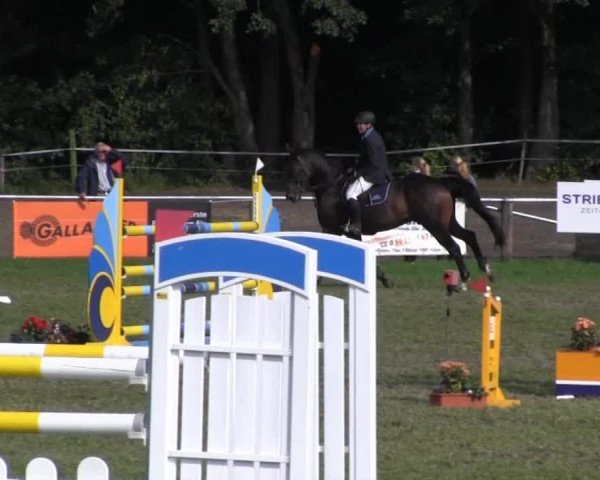 Reitsporttage an der Führser Mühle 25.08.2013
24/2 24/2 Punktespringprüfung Kl.M*