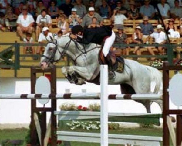 stallion Carrado (Holsteiner, 1991, from Corrado I)