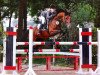 jumper Bellevue CL 2 (German Riding Pony, 2002, from Mentos)