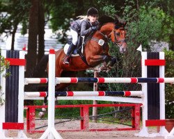 jumper Bellevue CL 2 (German Riding Pony, 2002, from Mentos)