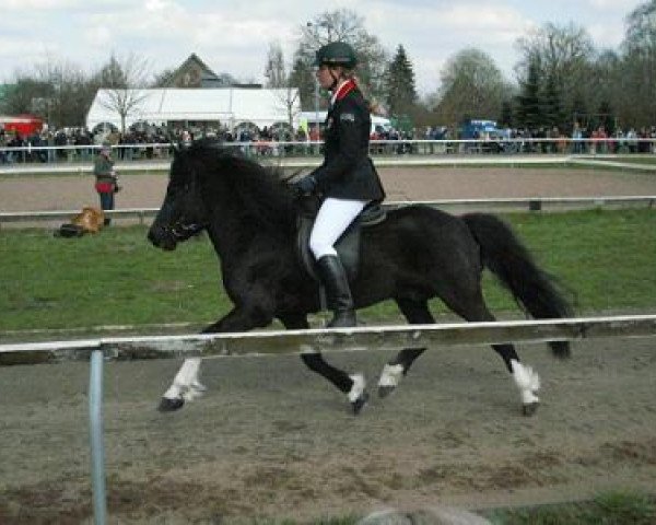 horse Mattur von Joreykur (Iceland Horse, 2002, from Kóngur van Wetsinghe)