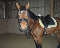 dressage horse Fabiano (Bavarian, 2009, from Fürst Schoelling)