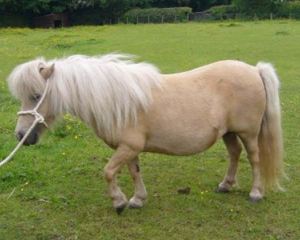 Zuchtstute Top Rock Starlie (Shetland Pony (unter 87 cm),  )