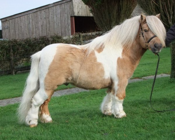 Deckhengst Top Rock Stud (Shetland Pony (unter 87 cm), 2001, von Top Rock Judge)