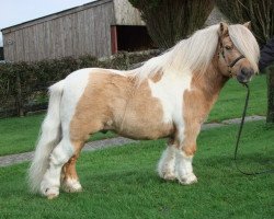 Deckhengst Top Rock Stud (Shetland Pony (unter 87 cm), 2001, von Top Rock Judge)