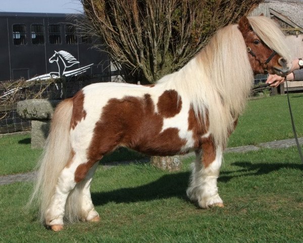 stallion Firth Golden Shred (Shetland pony (under 87 cm), 1997, from Firth Golden Halo)