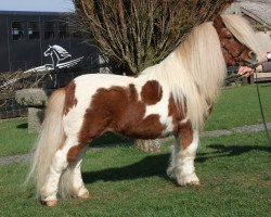 Deckhengst Firth Golden Shred (Shetland Pony (unter 87 cm), 1997, von Firth Golden Halo)