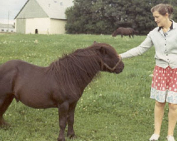 stallion Harviestoun Bombshell (Shetland pony (under 87 cm), 1955, from Harviestoun Puck)
