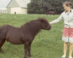 stallion Harviestoun Bombshell (Shetland pony (under 87 cm), 1955, from Harviestoun Puck)