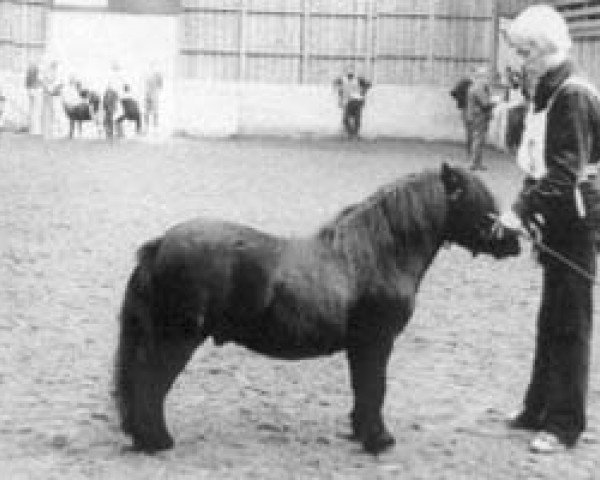 Deckhengst Oxenholm Sergio (Shetland Pony (unter 87 cm), 1970, von Harviestoun Bombshell)
